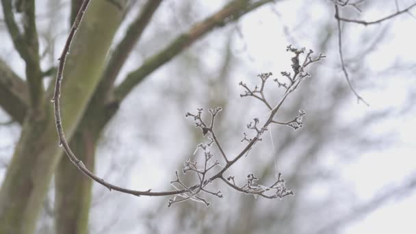 Gefrorene Vereiste Birkenzweige Sonnigen Tagen Winter Makro Nahaufnahme Von Zweigen — Stockvideo