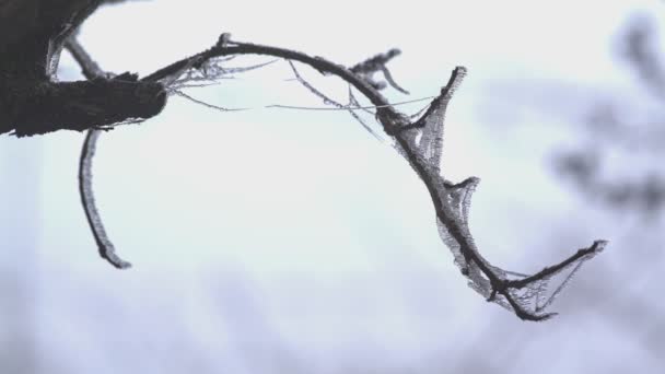 Zamrożone Gałęzie Drzewa Lód Gałęziach Zimna Zima Konsekwencje Mrożenia Deszczu — Wideo stockowe