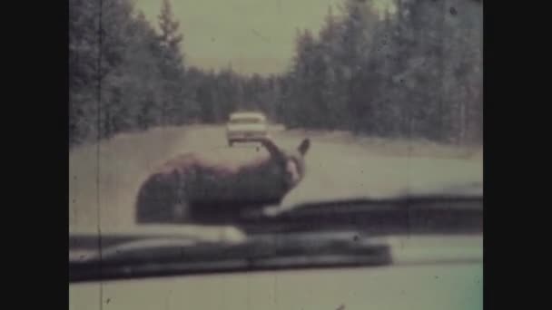 Kalifornia Zjednoczone Państwa Czerwiec 1962 Niedźwiedź Wśród Samochodów Ruchu Niedźwiedzie — Wideo stockowe