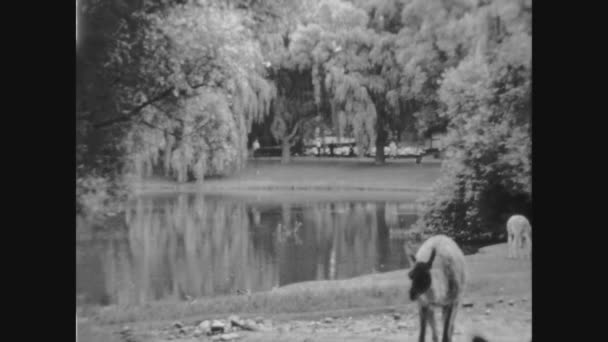 Hamburg Alemania Mayo 1963 Escenas Del Zoológico Los Años — Vídeos de Stock