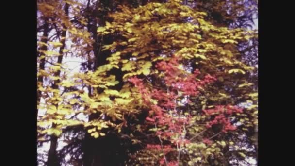 Milan Italy October 1964 Autumn Foliage Leaves Detail 60S — Stock Video