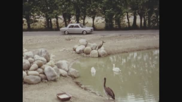 Verona Italie Mai 1971 Safari Zoologique Avec Lion Zèbres Dans — Video