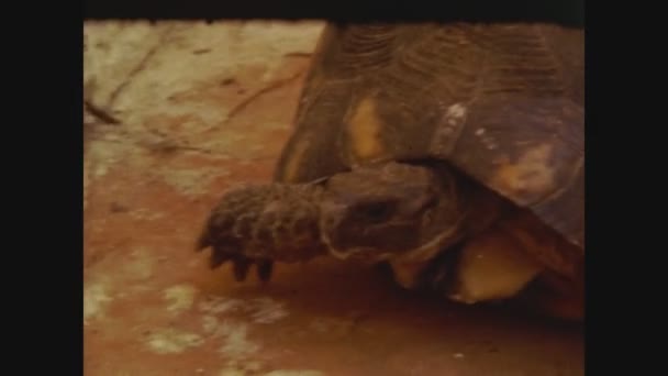 Palermo Italien Mai 1970 Schildkröte Aus Nächster Nähe Den 70Er — Stockvideo