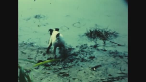 Fertod Ουγγαρια Ιουνιοσ 1982 Σκύλος Παίζει Στη Λάσπη Στη Δεκαετία — Αρχείο Βίντεο
