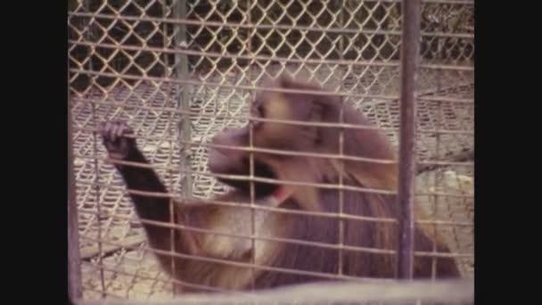 Miami Estados Unidos Junho 1973 Macacos Enjaulados Nos Anos — Vídeo de Stock