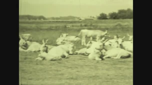 1969年 昭和44年 60年代の雄牛の繁殖拡大 — ストック動画