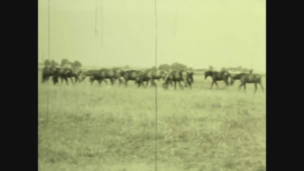 New Mexico Förenade Stater Maj 1969 Landsbygd Med Hästar — Stockvideo
