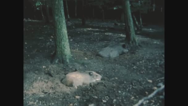 Malente Alemania Mayo 1986 Jabalíes Salvajes Bosque Los Años — Vídeo de stock