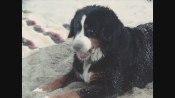 Mijas Spanien Juni 1979 Hund Spielt Sand Des Strandes Den — Stockvideo