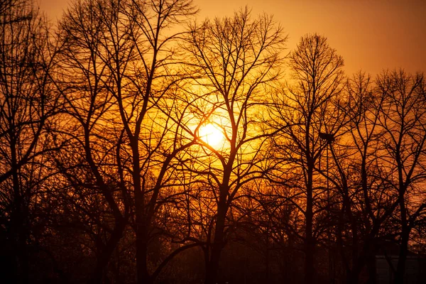Зимой Солнце Садится Между Голубыми Ветвями Силуэта — стоковое фото