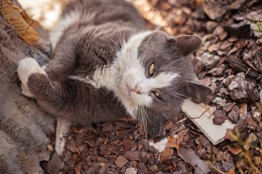Şirin kedinin açık havada uyumasını yakından çek.