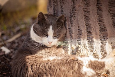 Şirin kediyi yakından çek. Dışarıda rahatla.