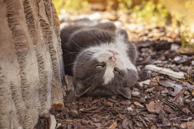 Şirin kedi göbeğinin yakın çekimi.
