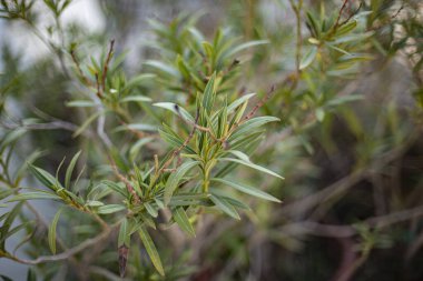 Oleander, Bokeh 'ten ayrılıyor. Seçici odak resmi