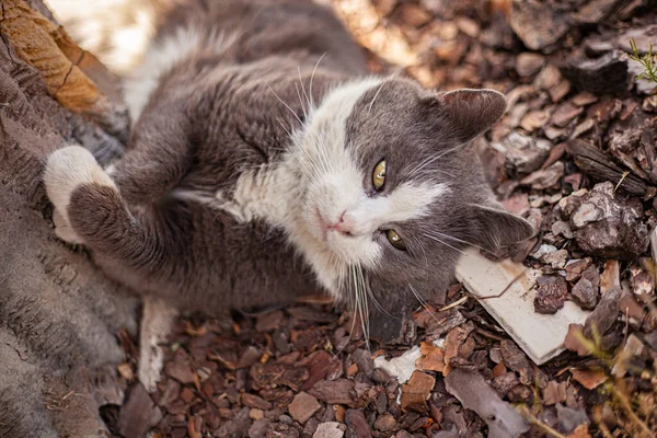 Şirin kedinin açık havada uyumasını yakından çek.