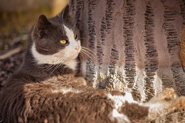 Şirin kediyi dışarı bakarken yakın plan çek.