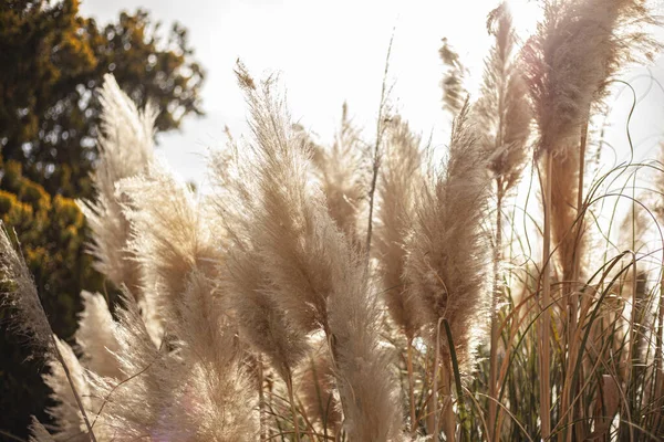 Pampas Grama Natureza Dia Ensolarado Verão — Fotografia de Stock