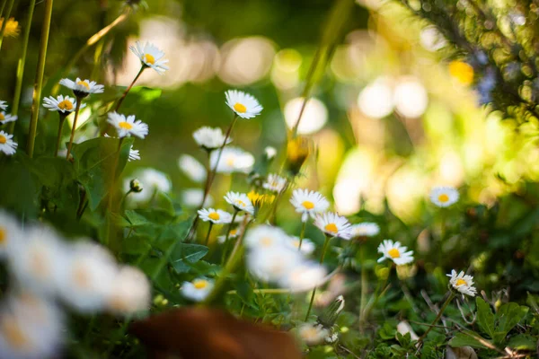 Κοντινό Πλάνο Του Flowers Daisy Spring Bokeh Επιλογή Στιγμιότυπου Εστίασης — Φωτογραφία Αρχείου