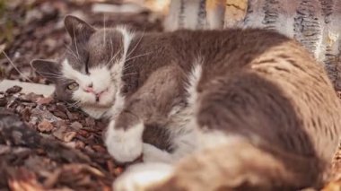 Şirin kedinin açık havada uyumasını yakından çek.