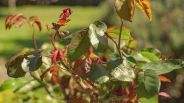 Güneşli bir günde genel yeşillik.