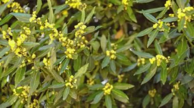 İlkbaharda çiçek açmış defne detayı