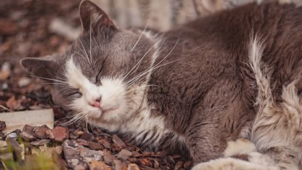 Close Shot Cute Cat Sleeps Outdoor — Stock Video