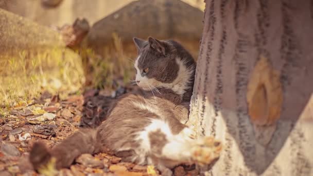Close Shot Cute Cat Relax Outdoor — ストック動画