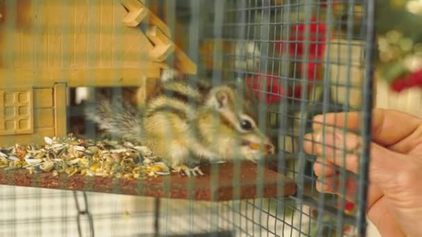 Nahaufnahme Von Fütterung Von Eichhörnchen Käfig — Stockvideo