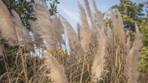 夏天阳光明媚的日子里 大自然中的潘帕斯草 — 图库视频影像