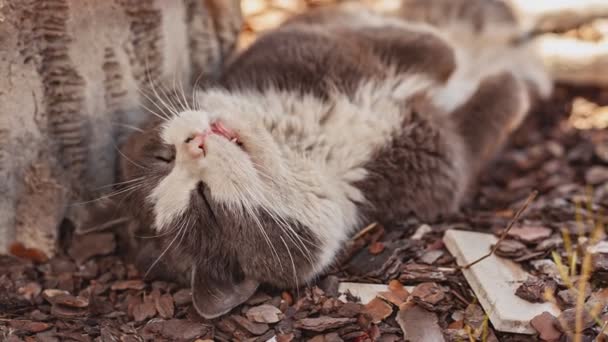 Close Colpo Cute Cat Sveglia Estende — Video Stock