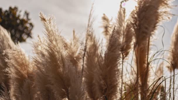 夏天阳光明媚的日子里 大自然中的潘帕斯草 — 图库视频影像