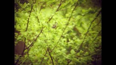 Amsterdam, Hollanda Mayıs 1969: 60 'larda dallardaki küçük kuş