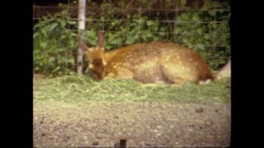 Amsterdam, Hollanda Mayıs 1969: 60 'larda hayvanat bahçesinde fawn