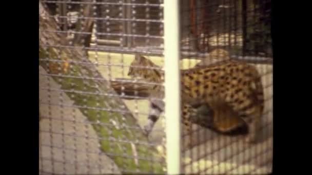 Amsterdam Netherlands May 1969 Cheetah Zoo 60S — Vídeo de stock