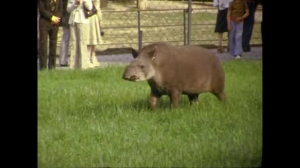 Άμστερνταμ Ολλανδία Μάιος 1969 Tapir Στο Ζωολογικό Κήπο Της Δεκαετίας — Αρχείο Βίντεο