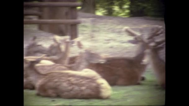 Ámsterdam Países Bajos Mayo 1969 Moose Zoológico Los Años — Vídeo de stock