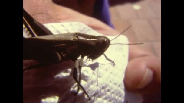 Salobrena Spanya 1970 Grasshopper Makro Detayı Lerde — Stok video