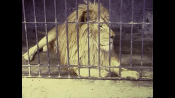 Salobrena Espanha Maio 1970 Jardim Zoológico Gaiolas Leão Década — Vídeo de Stock