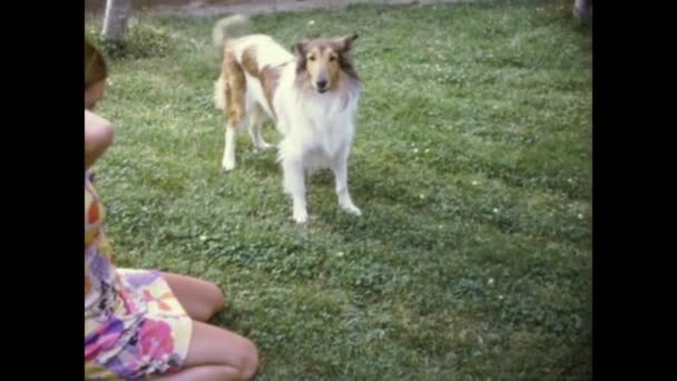 Cercedilla Spain May 1976 Rough Collie Dog Garden 70S — стоковое видео