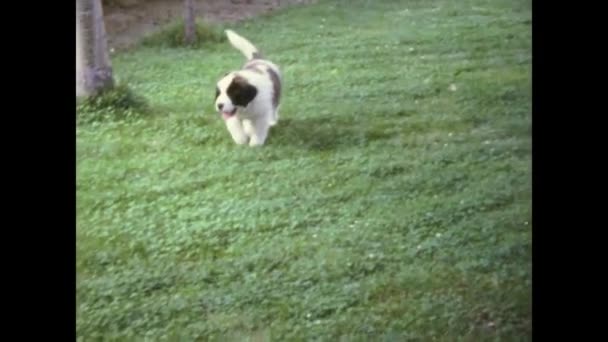 スペインのセクレディラ1976年5月 70年代の草地でサンバーナードの子犬 — ストック動画