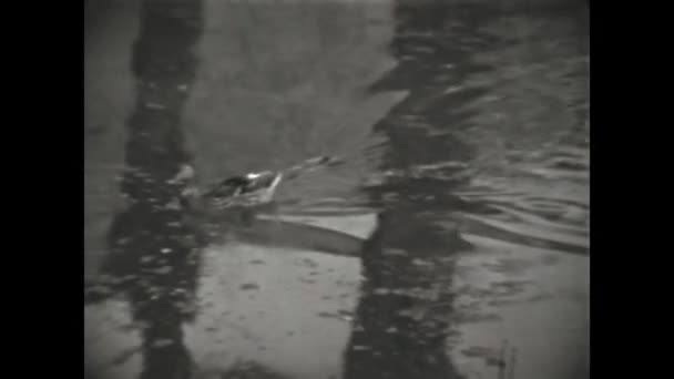 Dolomiter Italien Maj 1959 Duck Damm Scen Talet — Stockvideo