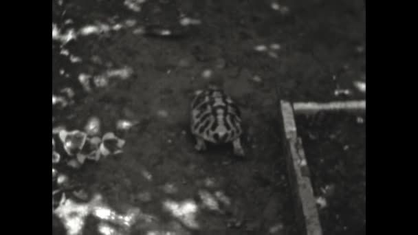 意大利Pescaseroli 1957年8月 50年代海龟在地面行走 — 图库视频影像