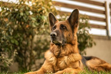 Çayırda Alman çoban köpeği portresi