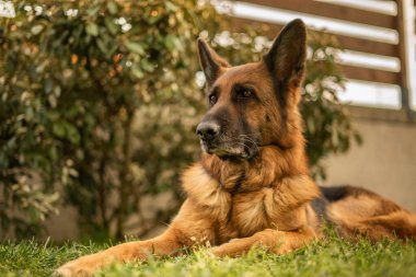 Çayırda Alman çoban köpeği portresi