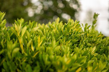 Baharda yeşil yaprak dokusu. Süslü-püslü bitkiler,