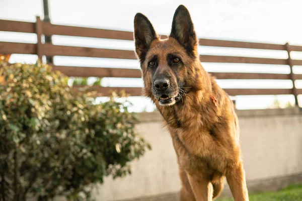 German Shepherd Dog Portrait Meadow — Stock Photo, Image