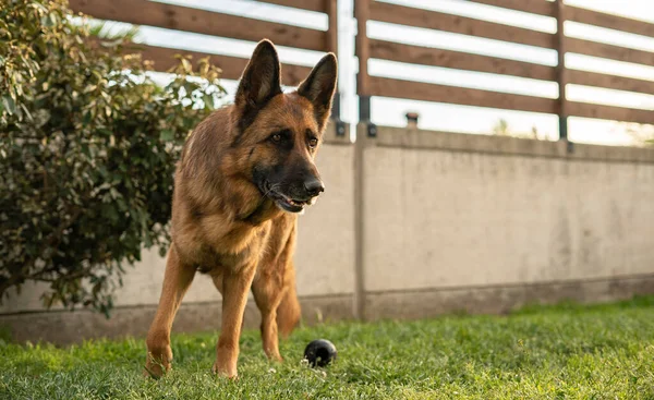 Çayırda Alman Çoban Köpeği Portresi — Stok fotoğraf