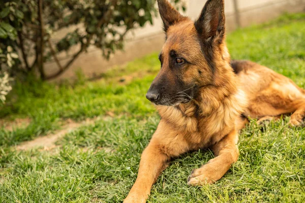 Tedesco Cane Pastore Ritratto Nel Prato — Foto Stock