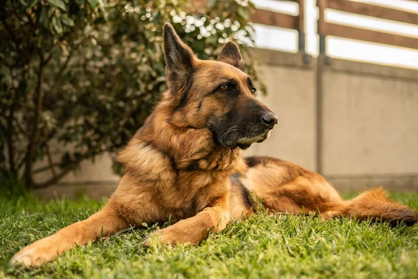 Portrait Chien Berger Allemand Dans Prairie — Photo