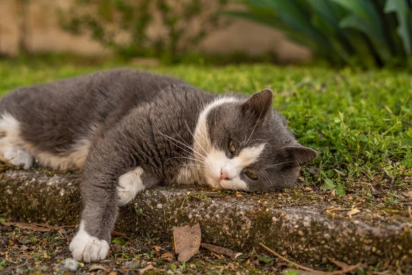 Cute Grey White Cat Rest Meadow — Stock Photo, Image